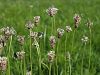 Filename=128_01_05cd_trpotec_visoki_Plantago_altissima_IMG_1126a.jpg
Filesize=227KB
Dimensions=900x675
Date added=Sep 06, 2015 128_01_05cd_trpotec_visoki_Plantago_altissima_IMG_1126a.jpg