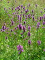 Filename=133_13_01bc_cistec_navadni_Betonica_officinalis_DSC01951.jpg
Filesize=331KB
Dimensions=675x900
Date added=Jul 12, 2009 133_13_01bc_cistec_navadni_Betonica_officinalis_DSC01951.jpg