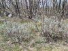 Filename=133_29_01ca_zajbelj_Salvia_officinalis_IMG_0084a.jpg
Filesize=402KB
Dimensions=900x675
Date added=May 23, 2015 133_29_01ca_zajbelj_Salvia_officinalis_IMG_0084a.jpg
