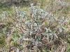 Filename=133_29_01cb_zajbelj_Salvia_officinalis_IMG_0081a.jpg
Filesize=352KB
Dimensions=900x675
Date added=May 23, 2015 133_29_01cb_zajbelj_Salvia_officinalis_IMG_0081a.jpg