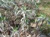 Filename=133_29_01cc_zajbelj_Salvia_officinalis_2015_04160023a.jpg
Filesize=298KB
Dimensions=900x675
Date added=May 23, 2015 133_29_01cc_zajbelj_Salvia_officinalis_2015_04160023a.jpg
