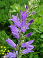 Filename=135_01_11cc_Zvoncica_klasasta_Campanula_spicata_DSC00106.jpg
Filesize=184KB
Dimensions=675x900
Date added=Jul 01, 2009 135_01_11cc_Zvoncica_klasasta_Campanula_spicata_DSC00106.jpg