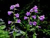 Filename=135_01_15bc_zvoncica_koprivasta_Campanula_trachelium_IMG_8507a.JPG
Filesize=243KB
Dimensions=900x675
Date added=Oct 20, 2019 135_01_15bc_zvoncica_koprivasta_Campanula_trachelium_IMG_8507a.JPG
