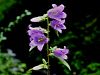 Filename=135_01_15bd_zvoncica_koprivasta_Campanula_trachelium_IMG_8508a.JPG
Filesize=160KB
Dimensions=900x675
Date added=Oct 20, 2019 135_01_15bd_zvoncica_koprivasta_Campanula_trachelium_IMG_8508a.JPG