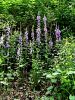 135_01_16ba_Zvoncica_repuscevolistna_Campanula_rapunculoides_DSC01790.JPG