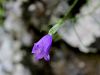 135_01_18cd_zvoncica_karnijska_Campanula_carnica_IMG_4733a.jpg