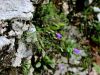 Filename=135_01_26cb_zvoncica_karnijska_Campanula_carnica_IMG_4732a.jpg
Filesize=217KB
Dimensions=900x675
Date added=Aug 05, 2020 135_01_26cb_zvoncica_karnijska_Campanula_carnica_IMG_4732a.jpg