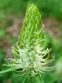 Filename=135_05_01abd_Repus_klasasti_Phyteuma_spicatum_subsp__spicatum.jpg
Filesize=169KB
Dimensions=675x900
Date added=May 06, 2012 135_05_01abd_Repus_klasasti_Phyteuma_spicatum_subsp__spicatum.jpg