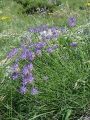 135_05_09ca_Repus_Scheuchzerjev_Phyteuma_scheuchzeri_DSC00063.jpg