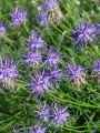 135_05_09cb_Repus_Scheuchzerjev_Phyteuma_scheuchzeri_DSC00064.jpg