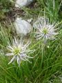 135_05_09cd_Repus_Scheuchzerjev_Phyteuma_scheuchzeri_DSC00093.jpg