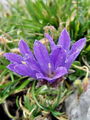 Filename=135_07_02cc_Vrcica_travnolistna_Edraianthus_graminifolius_R_cc.jpg
Filesize=181KB
Dimensions=675x900
Date added=Jul 01, 2009 135_07_02cc_Vrcica_travnolistna_Edraianthus_graminifolius_R_cc.jpg