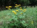 136_21_01cb_Ognjica_navadna_Tekelia_speciosa_2014_07260051a.jpg
