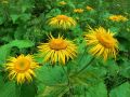 136_21_01cc_Ognjica_navadna_Tekelia_speciosa_2014_07260052a.jpg