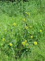 Filename=136_24_03ba_celolistni_mrkac_Bidens_cernua_DSC02153.jpg
Filesize=394KB
Dimensions=675x900
Date added=Mar 22, 2009 136_24_03ba_celolistni_mrkac_Bidens_cernua_DSC02153.jpg