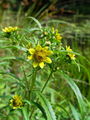 Filename=136_24_03bb_celolistni_mrkac_Bidens_cernua_DSC02516.jpg
Filesize=171KB
Dimensions=675x900
Date added=Mar 22, 2009 136_24_03bb_celolistni_mrkac_Bidens_cernua_DSC02516.jpg