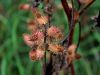 Filename=136_30_02ce_bodic_laski_Xanthium_italicum_IMG_3209a.jpg
Filesize=155KB
Dimensions=900x675
Date added=Oct 31, 2019 136_30_02ce_bodic_laski_Xanthium_italicum_IMG_3209a.jpg