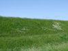 Filename=136_38_01aa_ivanjscica_navadna_Leucanthemum_vulgare_2013_05180097.JPG
Filesize=362KB
Dimensions=900x675
Date added=Jun 10, 2017 136_38_01aa_ivanjscica_navadna_Leucanthemum_vulgare_2013_05180097.JPG