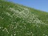 Filename=136_38_01ab_ivanjscica_navadna_Leucanthemum_vulgare_2013_05180031.JPG
Filesize=533KB
Dimensions=900x675
Date added=Jun 10, 2017 136_38_01ab_ivanjscica_navadna_Leucanthemum_vulgare_2013_05180031.JPG