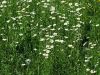 Filename=136_38_01ac_ivanjscica_navadnaac_Leucanthemum_vulgare_2013_05180095.jpg
Filesize=287KB
Dimensions=900x675
Date added=Jun 10, 2017 136_38_01ac_ivanjscica_navadnaac_Leucanthemum_vulgare_2013_05180095.jpg