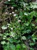 136_42_03bb_Planinscek_gozdni_Homogyne_sylvestris_DSC00610a.jpg