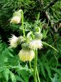 Filename=136_57_06cb_Osat_lepki_Cirsium_erisithales_cb.jpg
Filesize=224KB
Dimensions=675x900
Date added=Jun 10, 2011 136_57_06cb_Osat_lepki_Cirsium_erisithales_cb.jpg