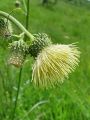 Filename=136_57_06cd_Osat_lepki_Cirsium_erisithales_DSC09937.jpg
Filesize=191KB
Dimensions=675x900
Date added=Aug 01, 2012 136_57_06cd_Osat_lepki_Cirsium_erisithales_DSC09937.jpg