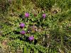 Filename=136_57_11ca_osat_brezstebelni_Cirsium_acaule_IMG_8192a.jpg
Filesize=572KB
Dimensions=900x675
Date added=Apr 16, 2020 136_57_11ca_osat_brezstebelni_Cirsium_acaule_IMG_8192a.jpg