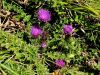 Filename=136_57_11cb_osat_brezstebelni_Cirsium_acaule_IMG_8198a.jpg
Filesize=474KB
Dimensions=900x675
Date added=Apr 16, 2020 136_57_11cb_osat_brezstebelni_Cirsium_acaule_IMG_8198a.jpg
