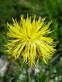 Filename=136_63_03cc_Glavinec_skalni_Centaurea_rupestris_DSC00017.jpg
Filesize=184KB
Dimensions=675x900
Date added=Apr 28, 2011 136_63_03cc_Glavinec_skalni_Centaurea_rupestris_DSC00017.jpg