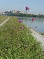 Filename=136_63_04aab_glavinec_poljski_Centaurea_scabiosa_subsp__scabiosa_aa.jpg
Filesize=268KB
Dimensions=675x900
Date added=Jun 22, 2008 136_63_04aab_glavinec_poljski_Centaurea_scabiosa_subsp__scabiosa_aa.jpg