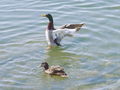 Filename=142ae_mlakarica_anas_platyrhynchos_DSC08446.jpg
Filesize=165KB
Dimensions=900x675
Date added=Nov 21, 2008 142ae_mlakarica_anas_platyrhynchos_DSC08446.jpg