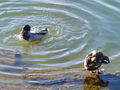 Filename=142af_mlakarica_anas_platyrhynchos_DSC07652a.jpg
Filesize=207KB
Dimensions=900x675
Date added=Nov 21, 2008 142af_mlakarica_anas_platyrhynchos_DSC07652a.jpg