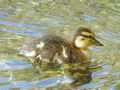 Filename=142ah_mlakarica_anas_platyrhynchos_DSC09984.jpg
Filesize=204KB
Dimensions=900x675
Date added=Nov 21, 2008 142ah_mlakarica_anas_platyrhynchos_DSC09984.jpg