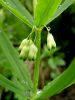 Filename=152_03_04bd_Salomonov_pecat_vretencasti_Polygonatum_verticillatum_DSC00113.JPG
Filesize=205KB
Dimensions=675x900
Date added=Mar 15, 2016 152_03_04bd_Salomonov_pecat_vretencasti_Polygonatum_verticillatum_DSC00113.JPG