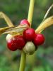 Filename=152_03_04bf_Salomonov_pecat_vretencasti__Polygonatum_verticillatum.JPG
Filesize=204KB
Dimensions=675x900
Date added=May 19, 2016 152_03_04bf_Salomonov_pecat_vretencasti__Polygonatum_verticillatum.JPG