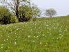 Filename=157_04_01acb_narcis_beli_Narcissus_poeticus_subsp__poeticus_IMG_3326a.jpg
Filesize=298KB
Dimensions=900x675
Date added=Jun 06, 2023 157_04_01acb_narcis_beli_Narcissus_poeticus_subsp__poeticus_IMG_3326a.jpg