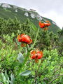 Filename=159_05_02ca_Lilija_kranjska_zlato_jabolko_Lilium_carniolicum_DSCca.jpg
Filesize=268KB
Dimensions=675x900
Date added=Oct 20, 2009 159_05_02ca_Lilija_kranjska_zlato_jabolko_Lilium_carniolicum_DSCca.jpg