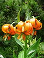Filename=159_05_02cc_Lilija_kranjska_zlato_jabolko_Lilium_carniolicum_DSC2c.jpg
Filesize=160KB
Dimensions=675x900
Date added=Oct 20, 2009 159_05_02cc_Lilija_kranjska_zlato_jabolko_Lilium_carniolicum_DSC2c.jpg