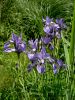 Filename=161_02_01aba_Perunika_sibirska_Iris_sibirica_subsp__sibirica_DSC00098a.jpg
Filesize=286KB
Dimensions=675x900
Date added=Nov 15, 2020 161_02_01aba_Perunika_sibirska_Iris_sibirica_subsp__sibirica_DSC00098a.jpg