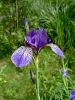 Filename=161_02_01abb_Perunika_sibirska_Iris_sibirica_subsp__sibirica_DSC00100a.jpg
Filesize=220KB
Dimensions=675x900
Date added=Nov 15, 2020 161_02_01abb_Perunika_sibirska_Iris_sibirica_subsp__sibirica_DSC00100a.jpg