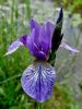 Filename=161_02_01abc_Perunika_sibirska_Iris_sibirica_subsp__sibirica_DSC00095a.jpg
Filesize=196KB
Dimensions=675x900
Date added=Nov 15, 2020 161_02_01abc_Perunika_sibirska_Iris_sibirica_subsp__sibirica_DSC00095a.jpg