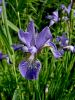 Filename=161_02_01abd_Perunika_sibirska_Iris_sibirica_subsp__sibirica_DSC00099a.jpg
Filesize=222KB
Dimensions=675x900
Date added=Nov 15, 2020 161_02_01abd_Perunika_sibirska_Iris_sibirica_subsp__sibirica_DSC00099a.jpg