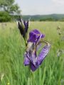 Filename=161_02_01aca_Perunika_sibirska_Iris_sibirica_subsp__sibirica_DSC100019.jpg
Filesize=138KB
Dimensions=675x900
Date added=Apr 28, 2011 161_02_01aca_Perunika_sibirska_Iris_sibirica_subsp__sibirica_DSC100019.jpg