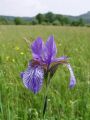 Filename=161_02_01acb_Perunika_sibirska_Iris_sibirica_subsp__sibirica_DSC100020.jpg
Filesize=160KB
Dimensions=675x900
Date added=Apr 28, 2011 161_02_01acb_Perunika_sibirska_Iris_sibirica_subsp__sibirica_DSC100020.jpg
