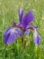 Filename=161_02_01acc_Perunika_sibirska_Iris_sibirica_subsp__sibirica_DSC100022.jpg
Filesize=178KB
Dimensions=675x900
Date added=Apr 28, 2011 161_02_01acc_Perunika_sibirska_Iris_sibirica_subsp__sibirica_DSC100022.jpg