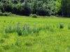 Filename=161_02_01acd_perunika_sibirska_Iris_sibirica_subsp__sibirica_IMG_1136.jpg
Filesize=384KB
Dimensions=900x675
Date added=Jun 20, 2015 161_02_01acd_perunika_sibirska_Iris_sibirica_subsp__sibirica_IMG_1136.jpg