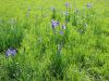 Filename=161_02_01ace_perunika_sibirska_Iris_sibirica_subsp__sibirica_IMG_1138.jpg
Filesize=384KB
Dimensions=900x675
Date added=Jun 20, 2015 161_02_01ace_perunika_sibirska_Iris_sibirica_subsp__sibirica_IMG_1138.jpg