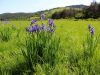 Filename=161_02_01acf_perunika_sibirska_Iris_sibirica_subsp__sibirica_IMG_1140.jpg
Filesize=333KB
Dimensions=900x675
Date added=Jun 20, 2015 161_02_01acf_perunika_sibirska_Iris_sibirica_subsp__sibirica_IMG_1140.jpg