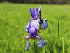 Filename=161_02_01acg_perunika_sibirska_Iris_sibirica_subsp__sibirica_IMG_1142.jpg
Filesize=166KB
Dimensions=900x675
Date added=Jun 20, 2015 161_02_01acg_perunika_sibirska_Iris_sibirica_subsp__sibirica_IMG_1142.jpg